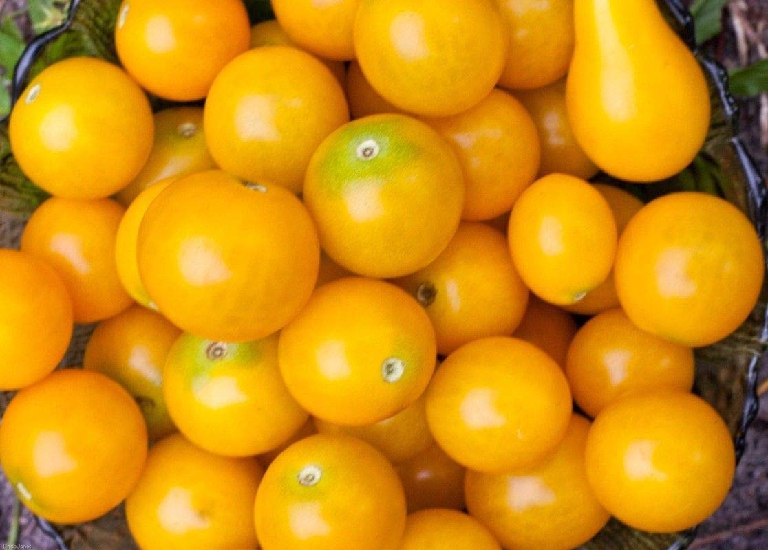 Sweet Gold FT Hybrid Tomato Seeds – Golden Cherry Tomatoes with Crisp Texture - Dharaseeds