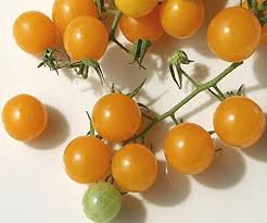 Sweet Gold FT Hybrid Tomato Seeds – Golden Cherry Tomatoes with Crisp Texture - Dharaseeds