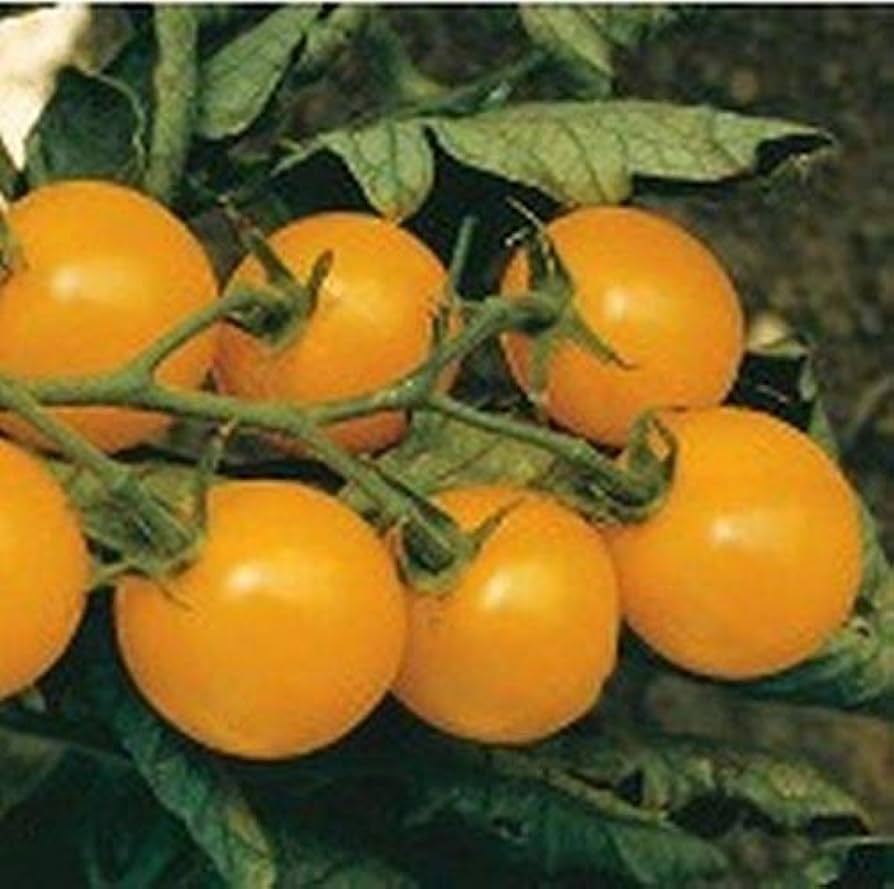 Sweet Gold FT Hybrid Tomato Seeds Golden Cherry Tomatoes With Crisp Sweet Gold FT Hybrid Tomato Seeds Golden Cherry Tomatoes With Crisp