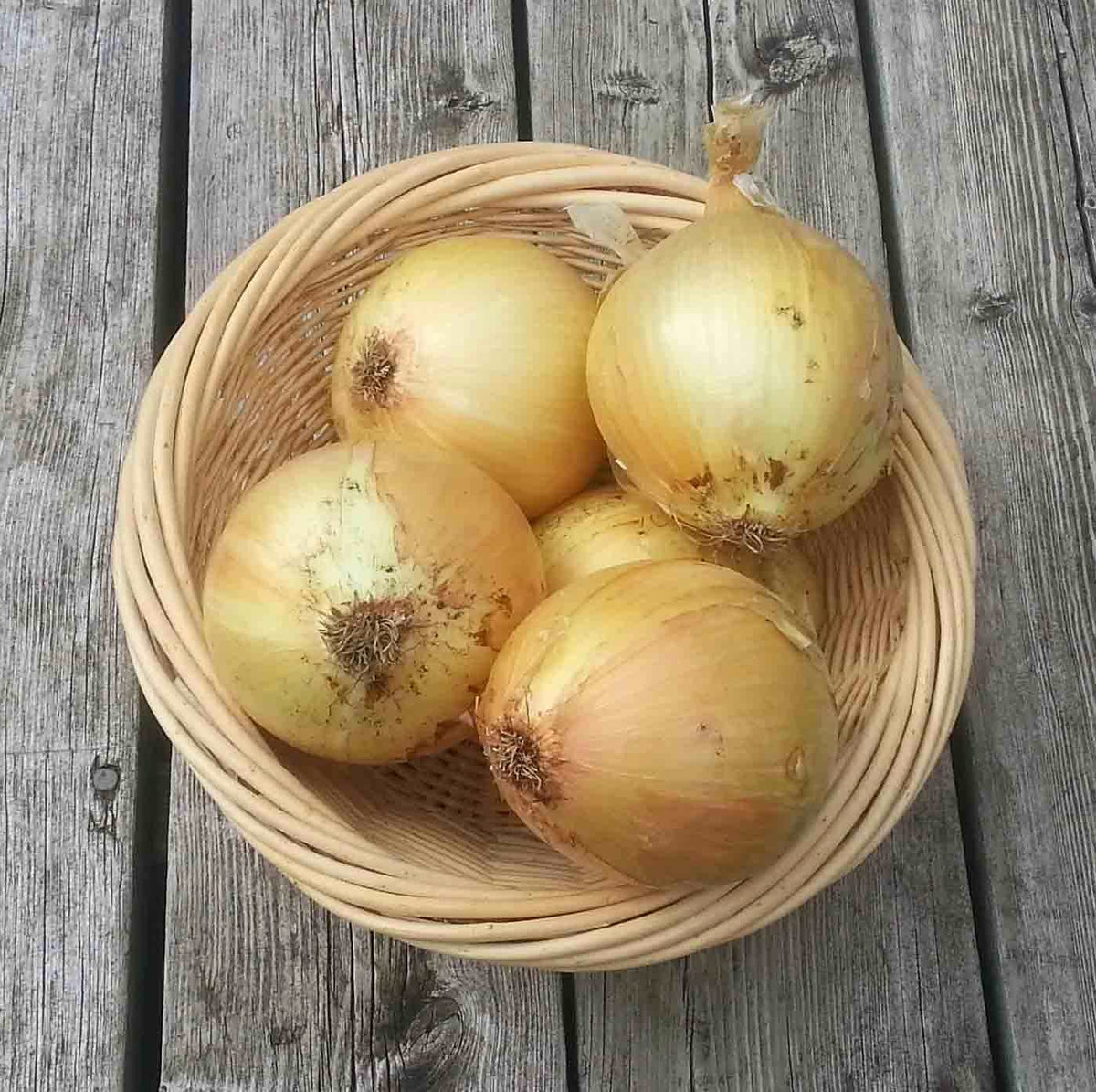 Sweet golden Ailsa Craig onion seeds large bulb growth