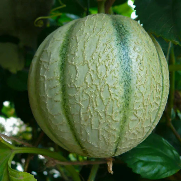 Sweet Grey cantaloupe fruit seeds for high-yield gardening