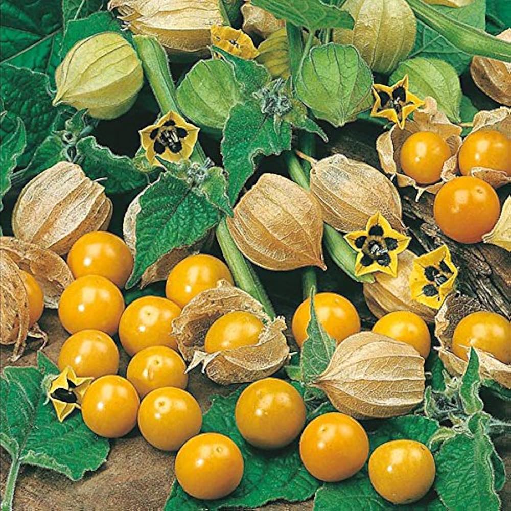 Sweet Ground Cherry Non-GMO seeds for gardens