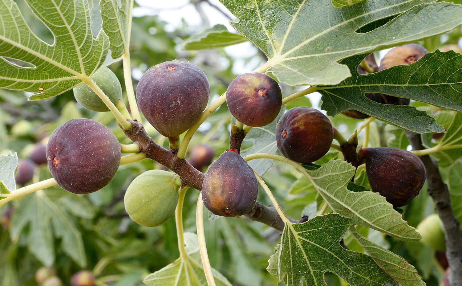 Sweet honey fig plant seeds non GMO