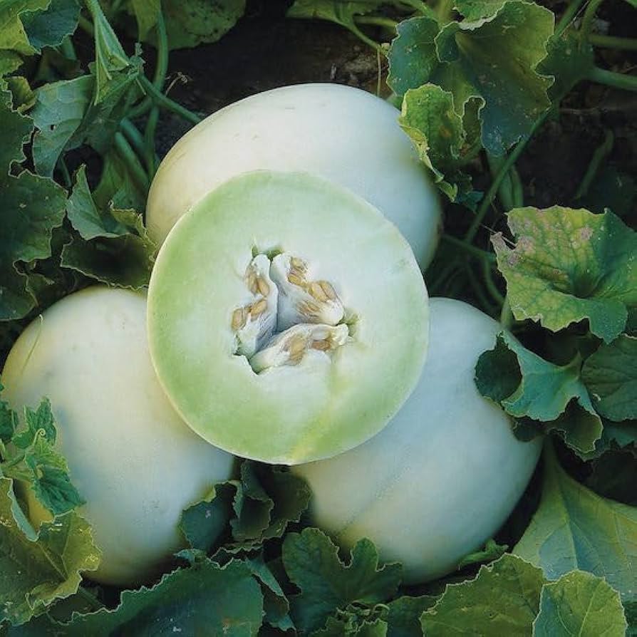 Sweet honeydew seeds green flesh melon seeds for planting