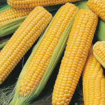 Sweet hybrid corn seeds for home garden planting