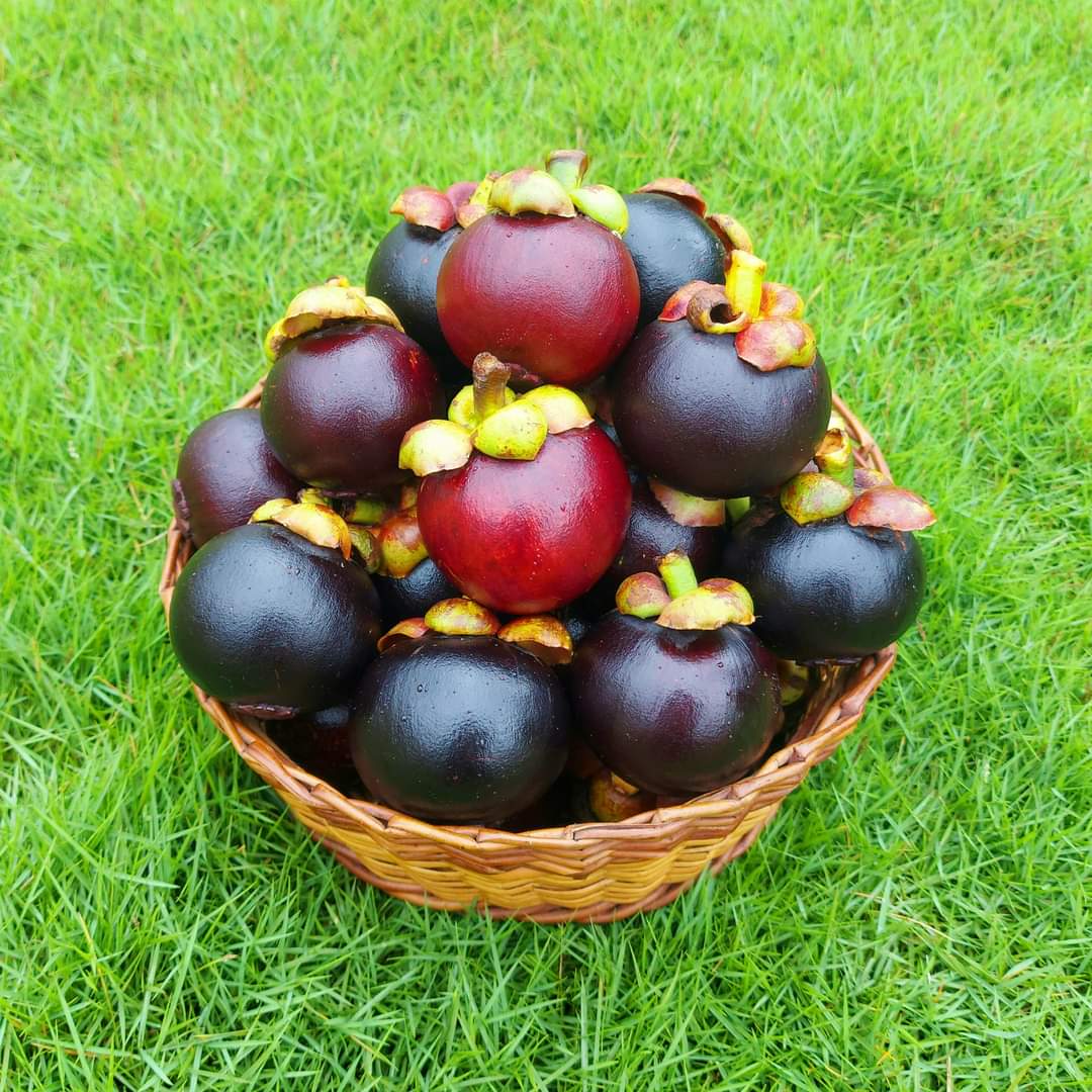 Sweet Mangosteen tree seeds for growing at home