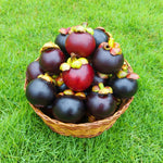 Sweet Mangosteen tree seeds for growing at home