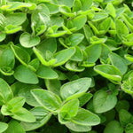 Sweet marjoram seeds for planting in home garden and pots