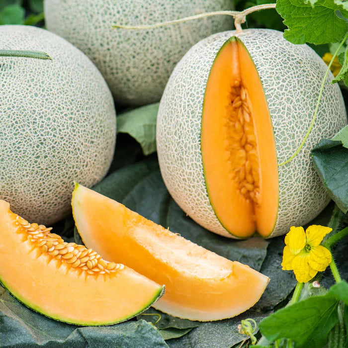 Sweet melon plant seeds for warm climates