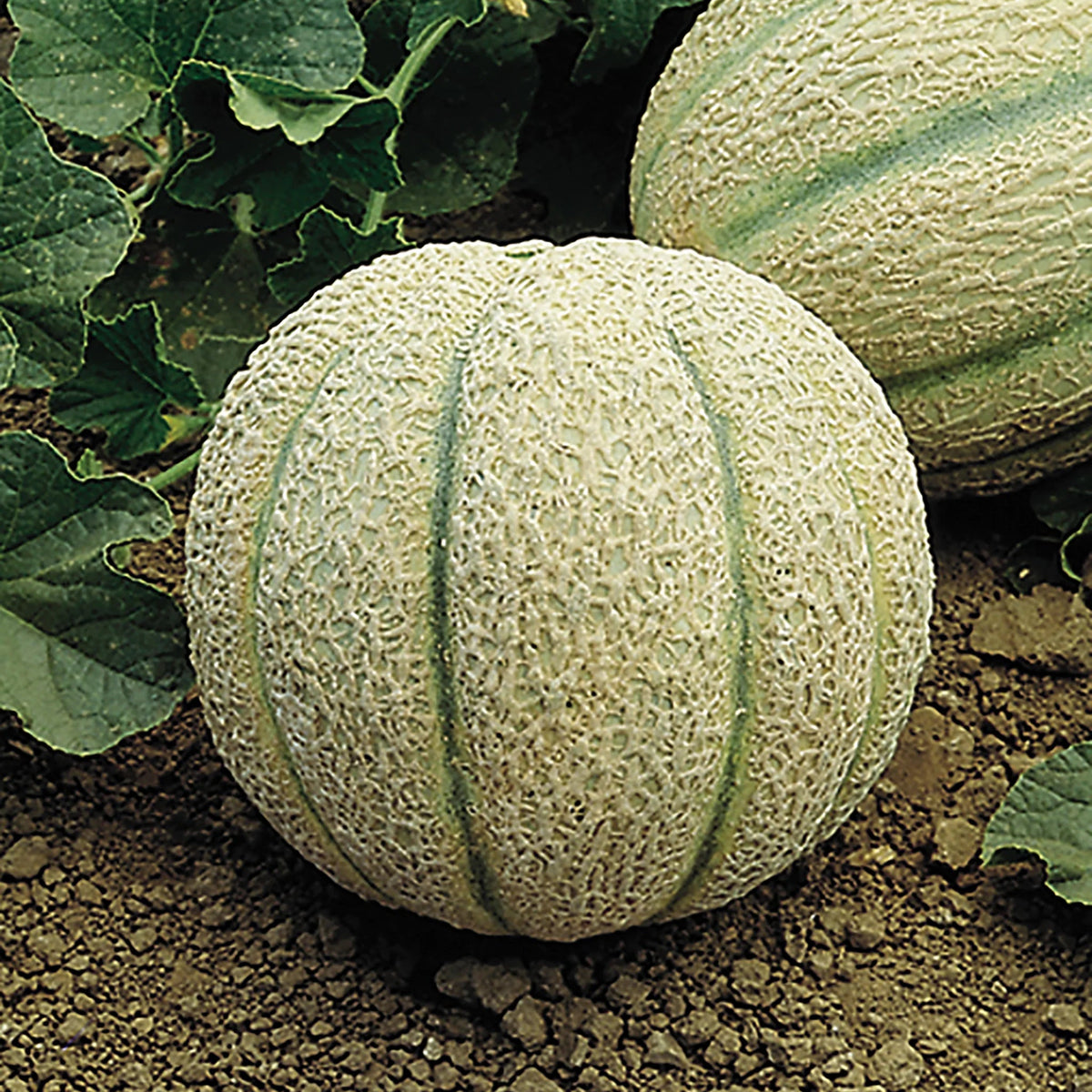 Sweet melon seeds for home garden cultivation