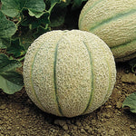 Sweet melon seeds for home garden cultivation