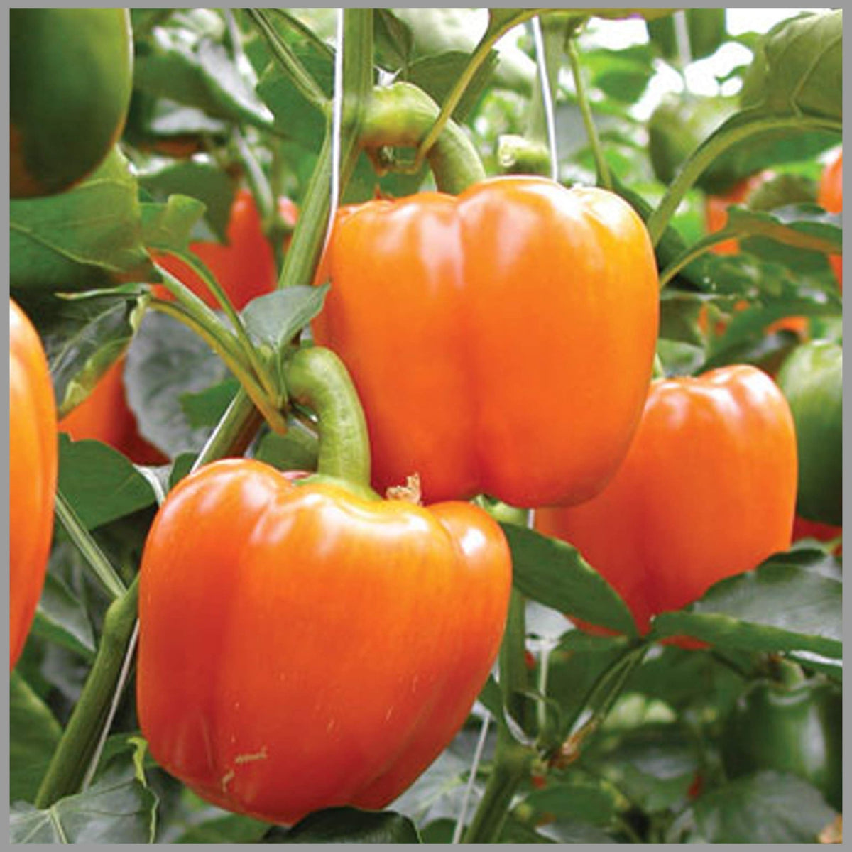 Sweet orange bell pepper Capsicum annuum seeds for planting in balcony containers or kitchen gardens - Dharaseeds