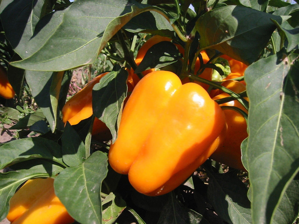 Sweet orange bell pepper Capsicum annuum seeds for planting in balcony containers or kitchen gardens - Dharaseeds