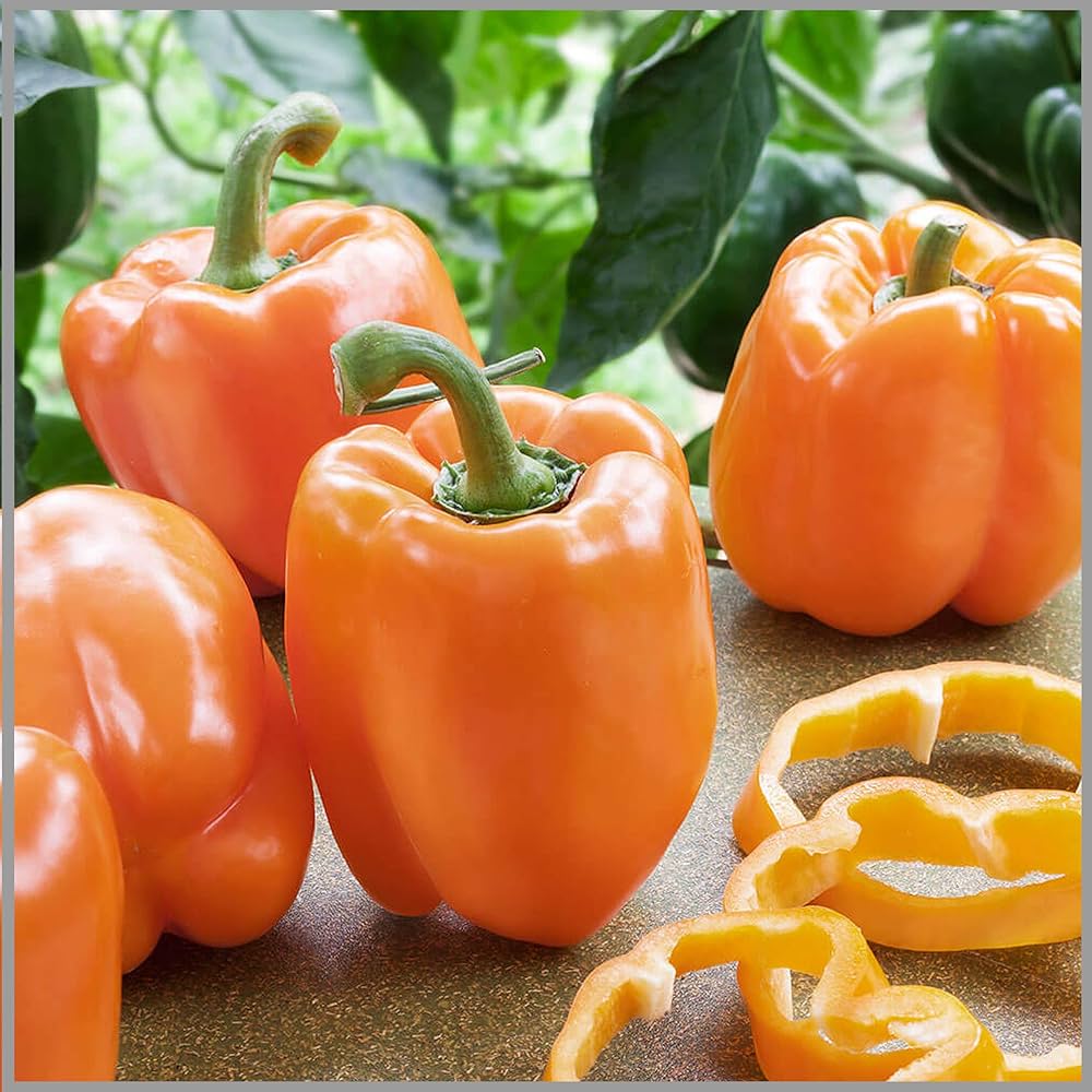 Sweet Orange Pepper seeds – non - GMO, crisp and fruity flavor - Dharaseeds