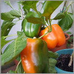 Sweet Orange Pepper seeds – non - GMO, crisp and fruity flavor - Dharaseeds
