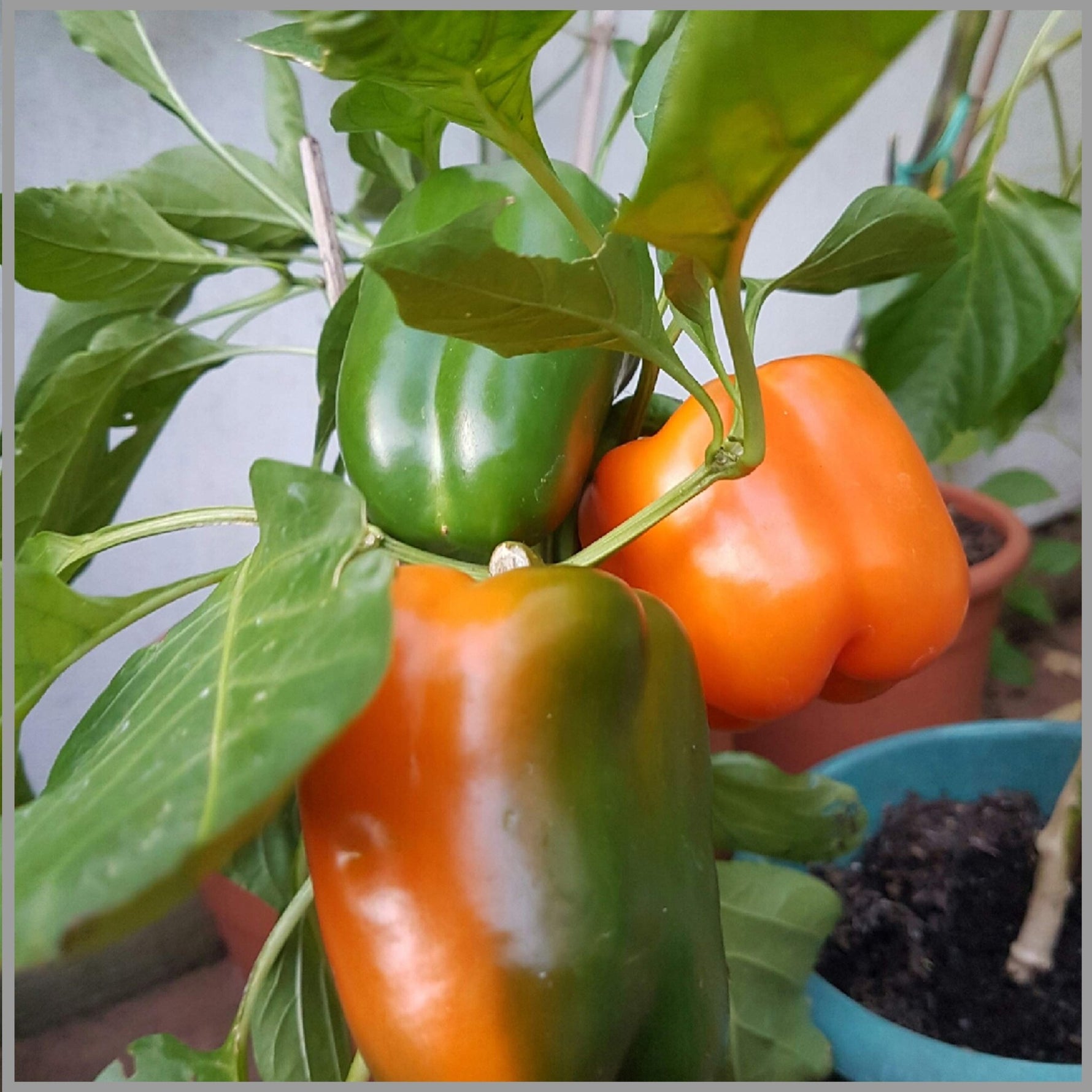 Sweet Orange Pepper seeds – non - GMO, crisp and fruity flavor - Dharaseeds