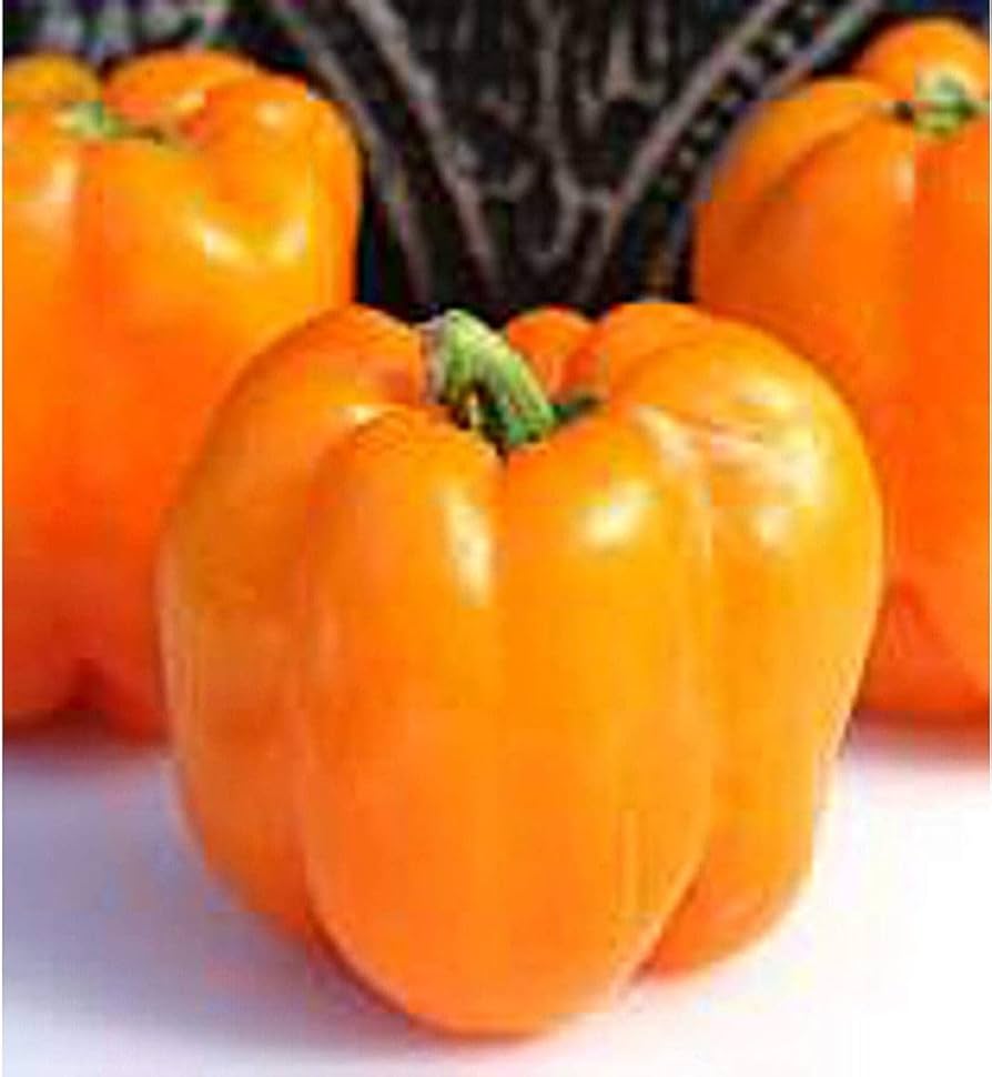Sweet Orange Pepper seeds – non - GMO, crisp and fruity flavor - Dharaseeds
