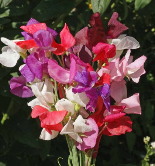 Sweet Pea , Open Pollinated heirloom non-gmo garden seeds