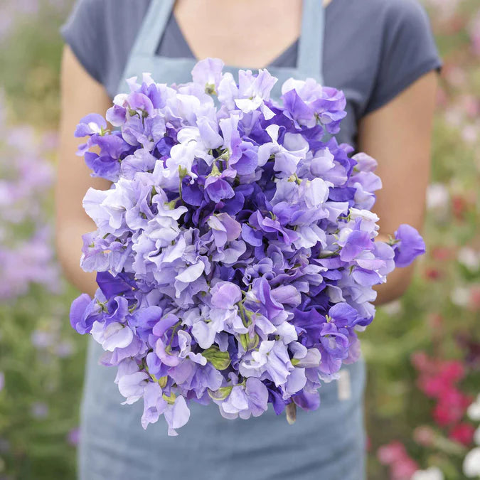 Sweet Pea Seeds - Blue Mix