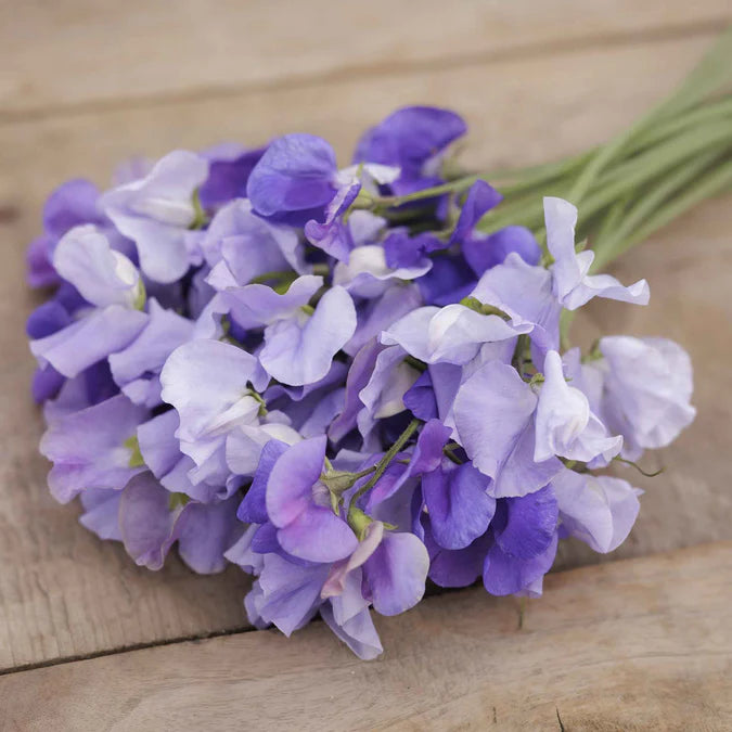 Sweet Pea Seeds - Blue Mix