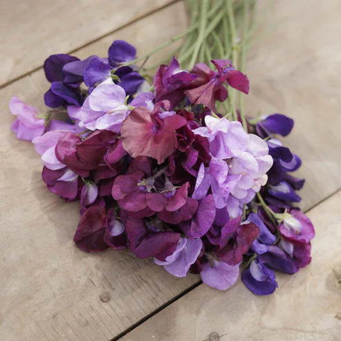 Sweet Pea Seeds - Burgundy Mix