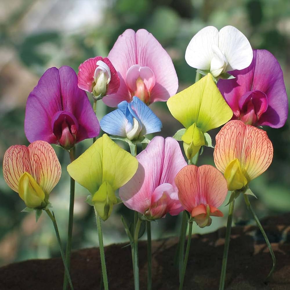 Sweet pea flower Lathyrus odoratus seeds for planting in scented cottage garden or vertical trellis planters - Dharaseeds