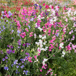 flowers high quality flower seeds for growing vibrant and colorful blooms in home gardens and landscapes organic flowers premium organic flower seeds for sustainable gardening and beautiful blossoms suitable for all climates