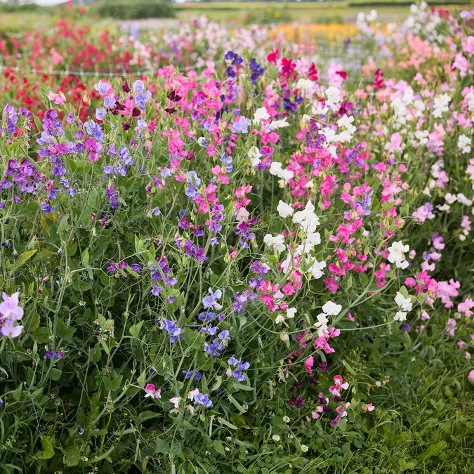 Sweet Pea Seeds - Knee-High Mix