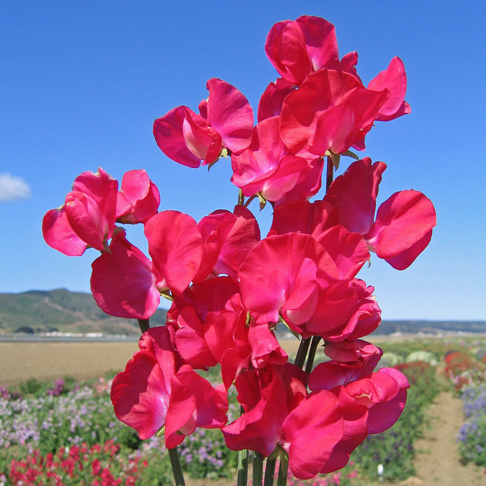 Sweet pea flower Lathyrus latifolius red perlen seeds for planting in vertical gardens or balcony trellises