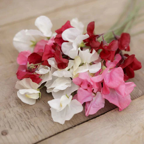 Sweet Pea Seeds (Dwarf) - Little Sweetheart Mix