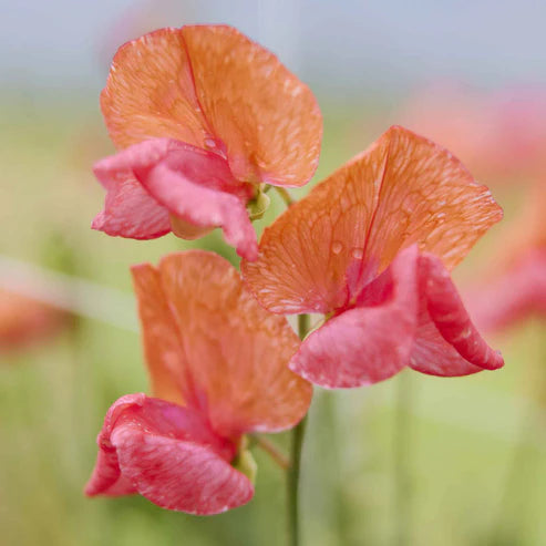 Sweet Pea Seeds - Prince of Orange