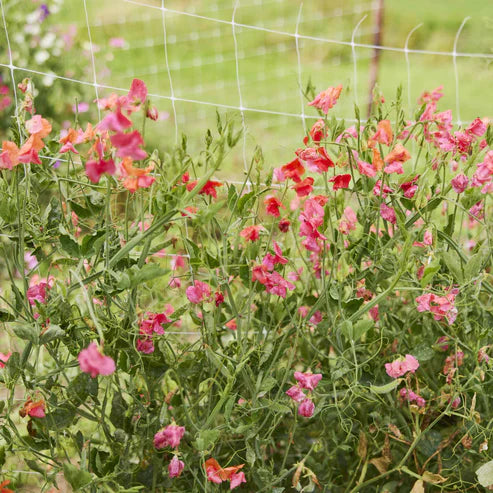 Sweet Pea Seeds - Prince of Orange