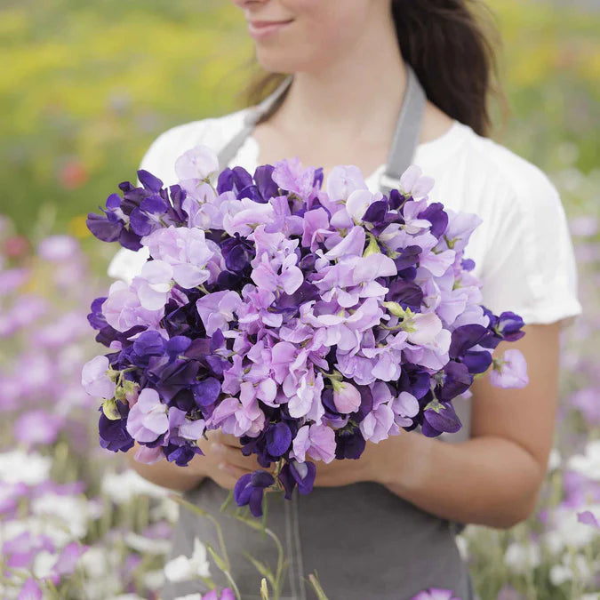 Sweet Pea Seeds - Purple Mix