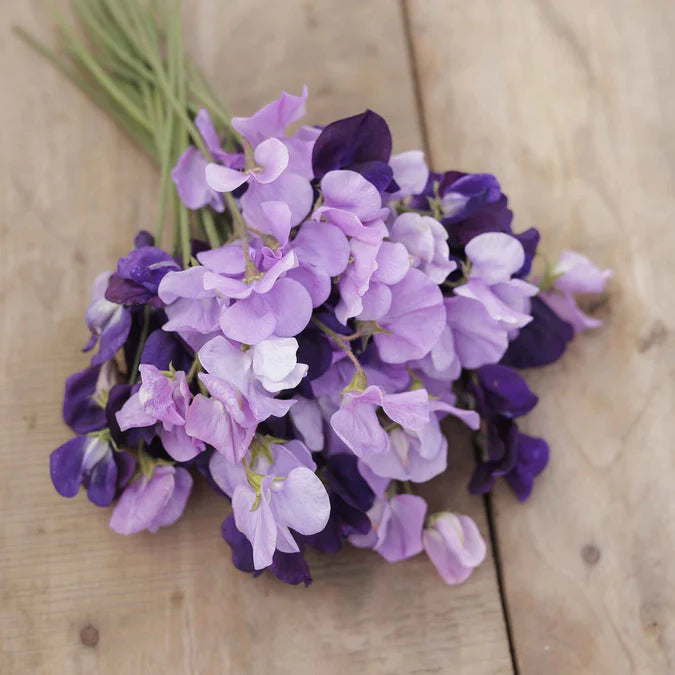 Sweet Pea Seeds - Purple Mix