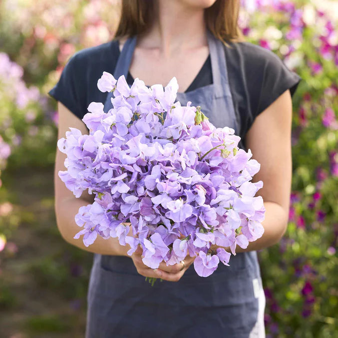 Sweet Pea Seeds - Royal Lavender