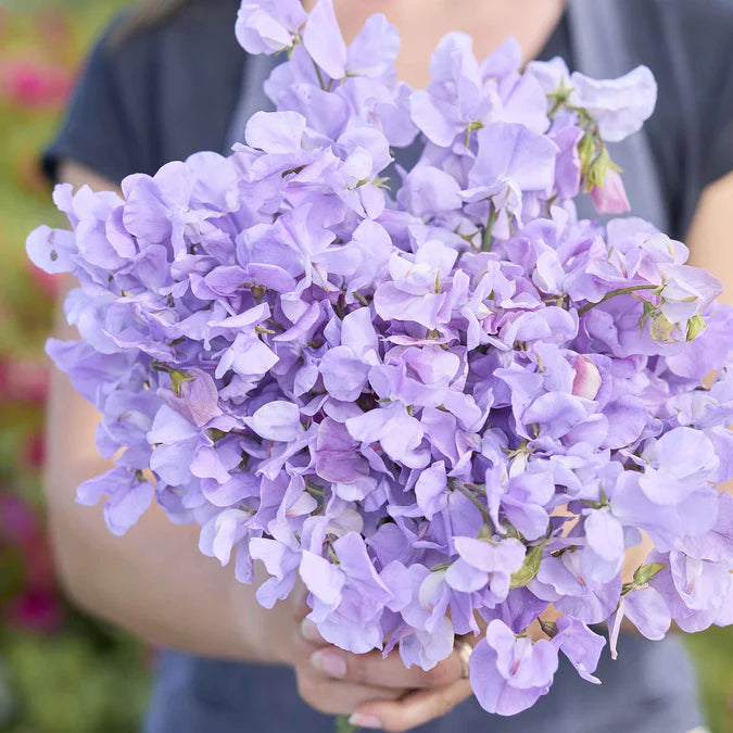 Sweet Pea Seeds - Royal Lavender