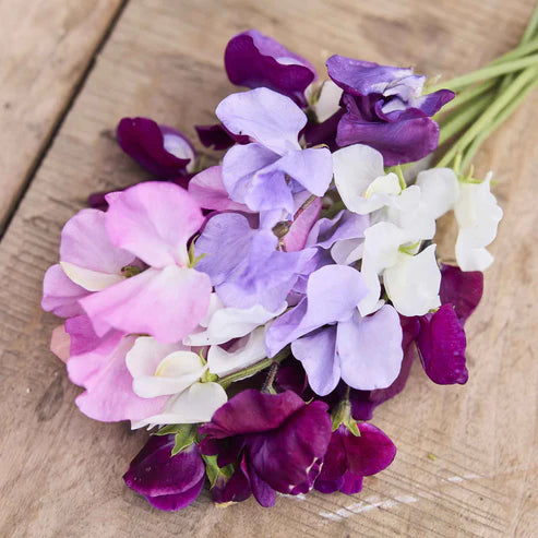 Sweet Pea Seeds - Royal Mix