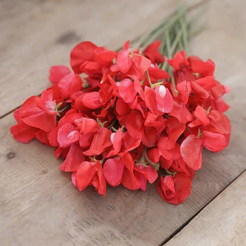 Sweet Pea Seeds - Royal Scarlet