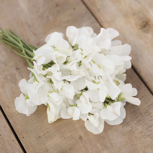 Sweet Pea Seeds - Royal White