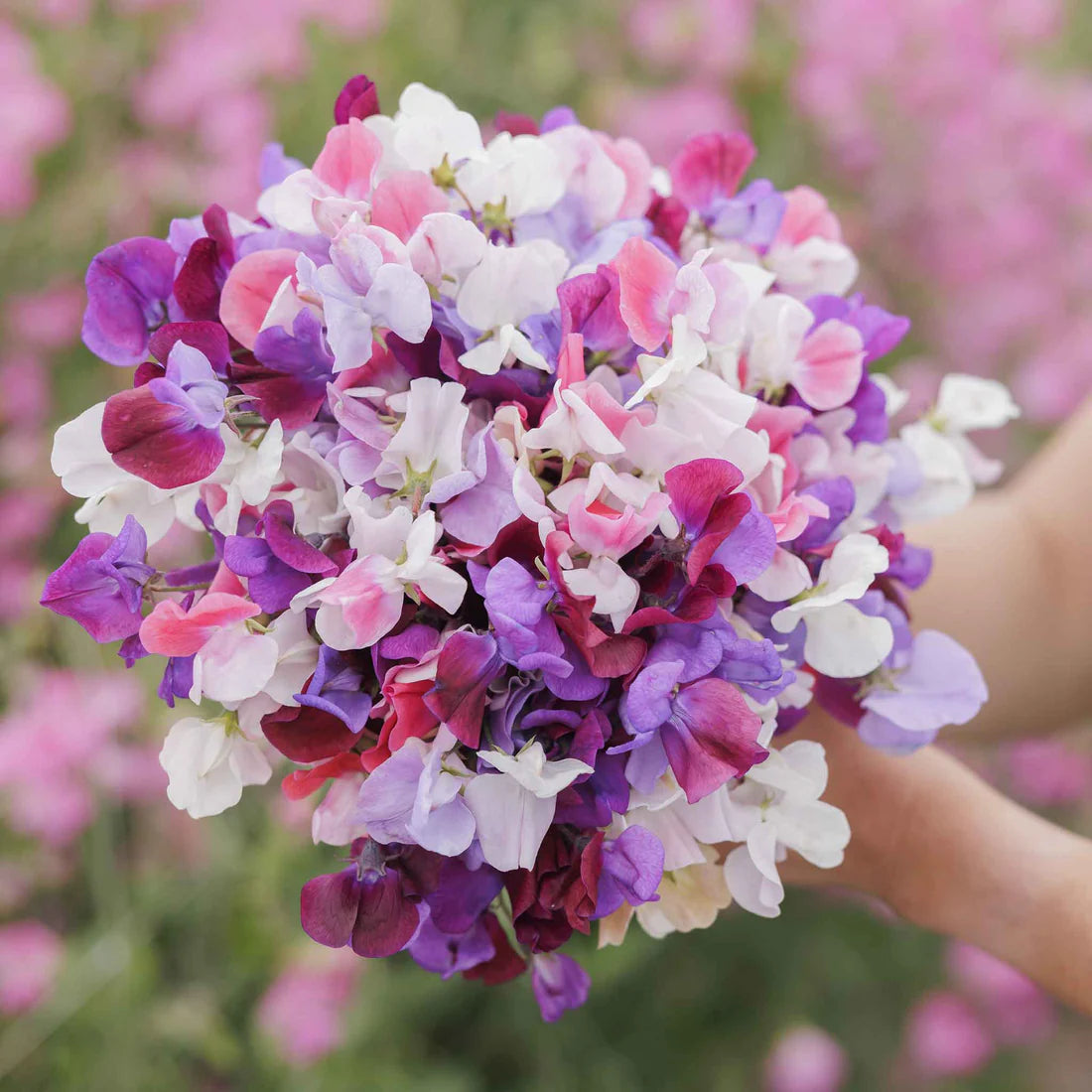 Sweet Pea Seeds - Spencer Mix