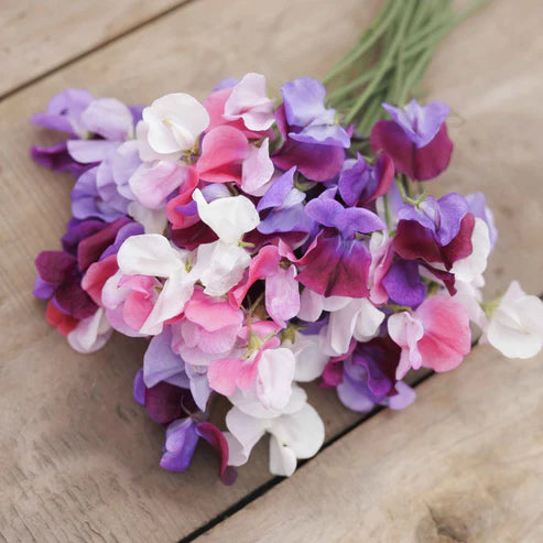 Sweet Pea Seeds - Spencer Mix