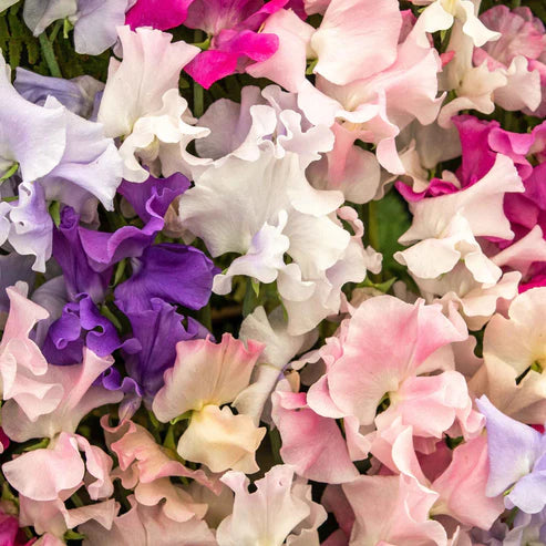 Sweet Pea Seeds - Spencer Mix