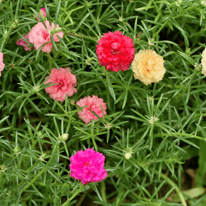 White Pink Moss Rose Plant Seeds for Planting Non-GMO Heirloom Garden Seeds for Growing Beautiful Flowers