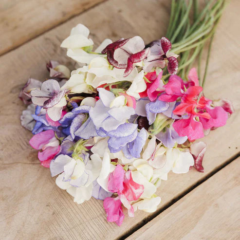 Sweet Pea Seeds - Streamer Mix