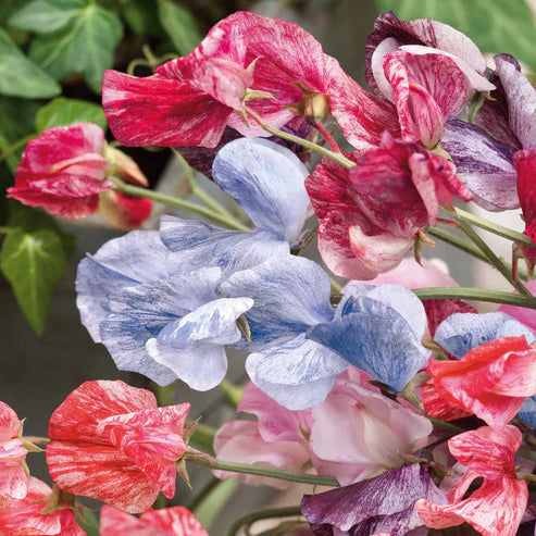 Sweet Pea Seeds - Streamer Mix