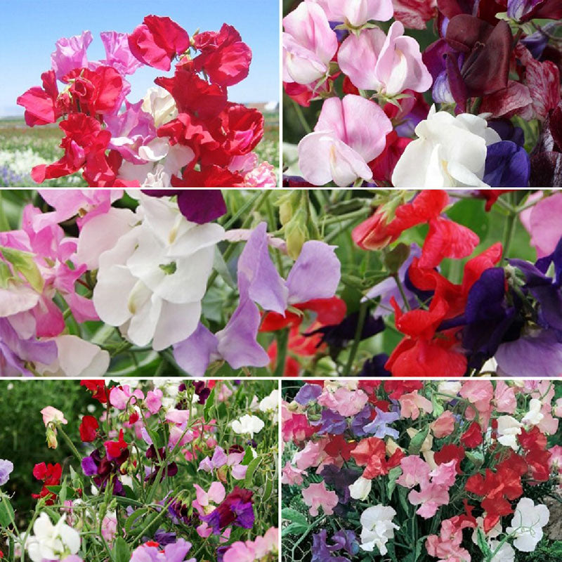 flowers high quality flower seeds for growing vibrant and colorful blooms in home gardens and landscapes organic flowers premium organic flower seeds for sustainable gardening and beautiful blossoms suitable for all climates