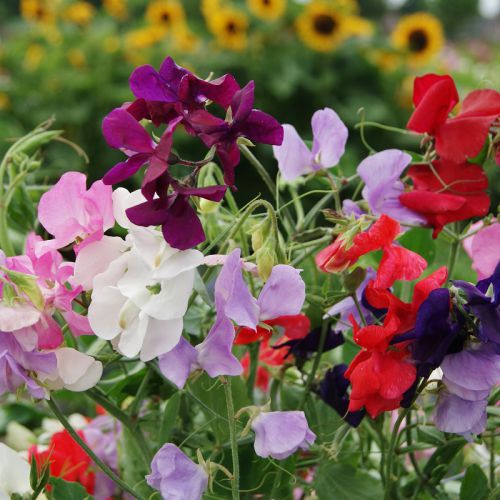 Sweetie - Sweet Pea Flower Seed Mix