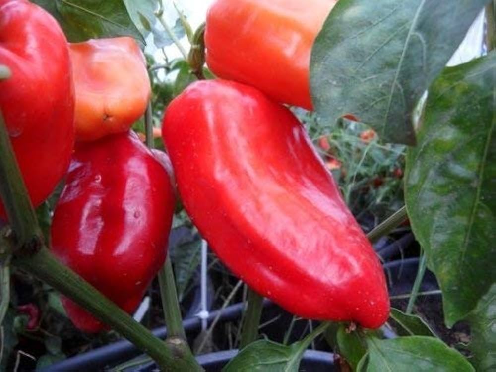 Sweet Peperone Lipstick Pepper seeds – Capsicum annuum with sweet crunch - Dharaseeds