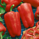 Sweet Peperone Lipstick Pepper seeds – Capsicum annuum with sweet crunch - Dharaseeds