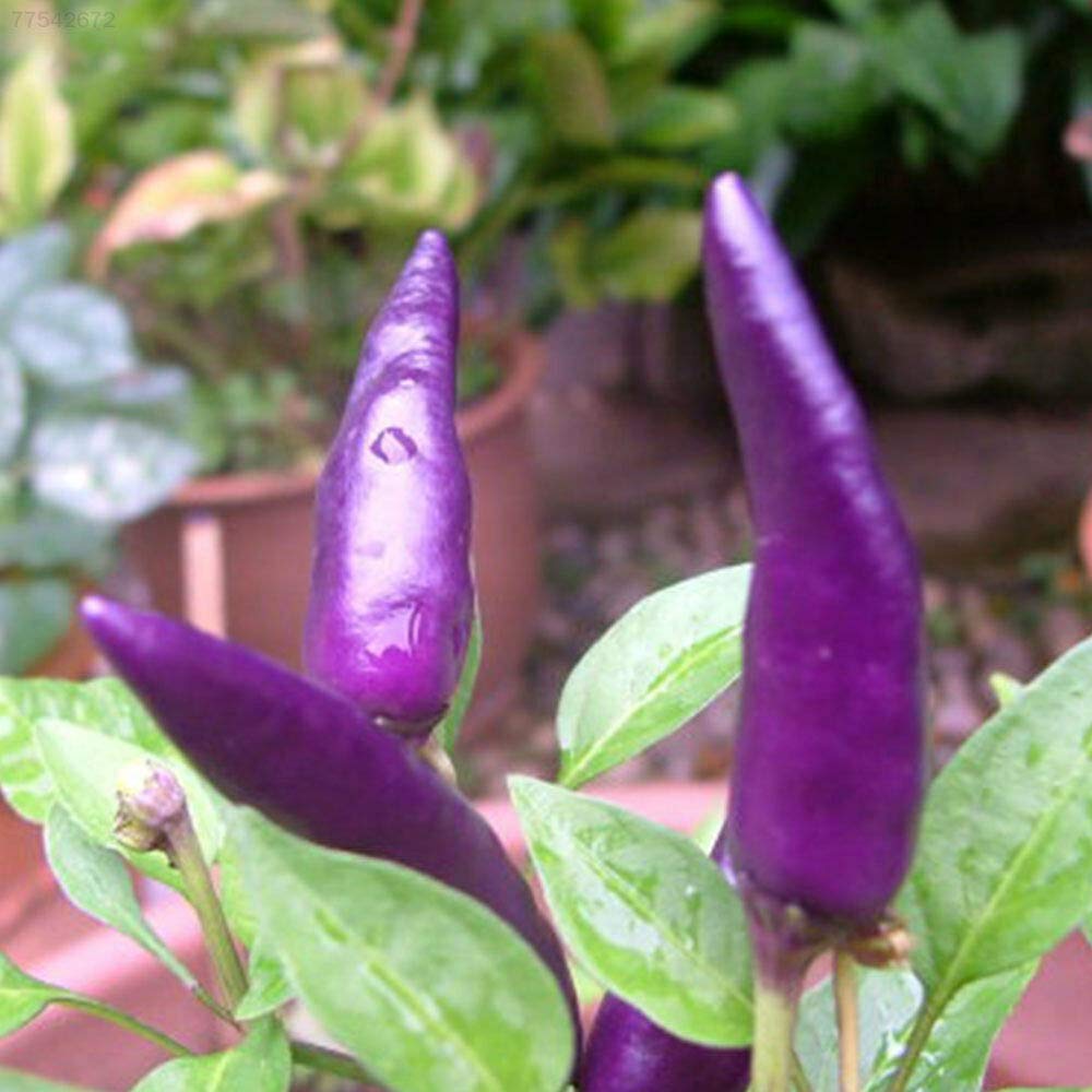 Sweet pepper Capsicum annuum extremely rare organic seeds for planting in kitchen garden or grow boxes - Dharaseeds